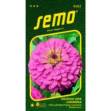 Cínie Luminosa 0,7g - FLORASYSTEM