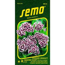 Hřebíček BRAD.HOLBORN GLORY (HEIMATLAND) 0,50g - SEMO | FLORASYSTEM