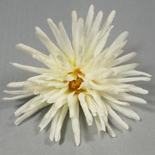 24FLK02-0224 HLAVA CHRYZ. BÍLÁ - FLORASYSTEM