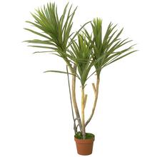 25FLK0806 STROM Dracena 126cm - Umělé stromy | FLORASYSTEM