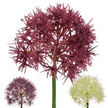 25FLK0715 ČESNEK KS STŘEDNÍ 52cm MIX BARVA - FLORASYSTEM