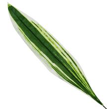 AKCE !! 25FLK1025 LIST Dracena 60CM - List | FLORASYSTEM