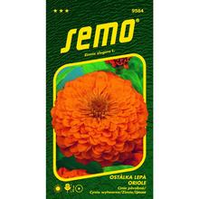 Cínie ORANŽOVÁ ORIOLE 0,7g - SEMO | FLORASYSTEM