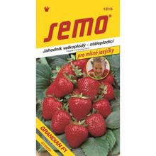 JAHODA GRANDIAN F1 12s - SEMO | FLORASYSTEM