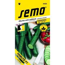 OKURKY Sal TRIBUTE F1 10s - FLORASYSTEM