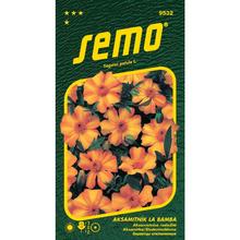 Aksamitník rozloží. LA BAMBA 0,20s. - FLORASYSTEM