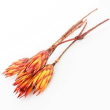 T093 repens RED / 5KS / 40cm - FLORASYSTEM