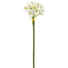 11612-0 Ornithogalum 80CM - FLORASYSTEM