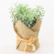 ZELEŇ v květináčích JUTA 15cm - FLORASYSTEM