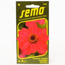 Cínie Zahara RASPBERRY 15s - FLORASYSTEM