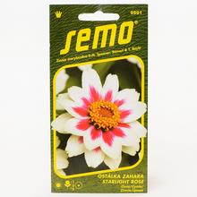 Cínie Zahara STARLIGHT ROSE 15s - SEMO | FLORASYSTEM