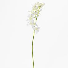 ORCHIDEA MINI BÍLÁ KS 46cm - Orchidej | FLORASYSTEM