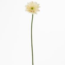 GERBERA CREM KS 45CM - Gerbera, dahl | FLORASYSTEM