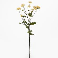 Chryzantémy 66cm SV.LOS, - Chryzantéma | FLORASYSTEM
