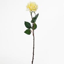 RŮŽE 53cm SMETANOVÁ - Růže kusovky | FLORASYSTEM