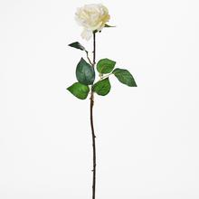 RŮŽE 53cm SVĚTLA - Růže kusovky | FLORASYSTEM