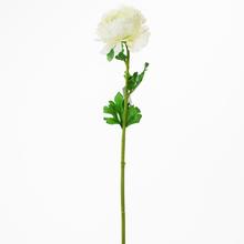 Ranunculus smotáme. KS 47cm - FLORASYSTEM