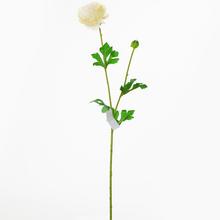 Ranunculus SMOT.KS 60CM - FLORASYSTEM
