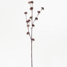 ZELEŇ KOBLIHY 68cm - FLORASYSTEM