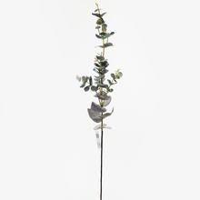 EUCALYPTUS 71cm - List | FLORASYSTEM