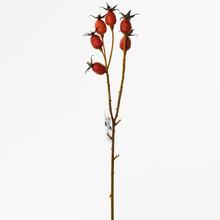 ŠIPKA ČERV.44CM - FLORASYSTEM