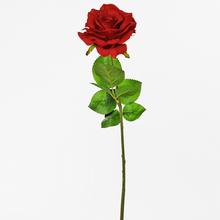RŮŽE KS 58cm - Růže kusovky | FLORASYSTEM