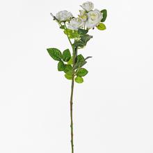 RŮŽE Vícekvěté KS BÍLÁ 65cm - FLORASYSTEM