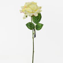 RŮŽE 38cm - Růže kusovky | FLORASYSTEM