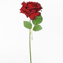 RŮŽE 38cm - Růže kusovky | FLORASYSTEM