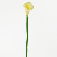 KS CALLA CREAM 67cm - FLORASYSTEM