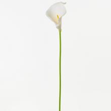 KS CALLA BÍLÁ 38cm / 10 - FLORASYSTEM