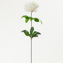 Pivoňka KS CREAM 60CM - Pivoňka | FLORASYSTEM