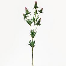 KS Eryngium ZELENO-rtěnku. 90CM - Luční květiny | FLORASYSTEM