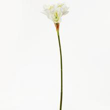 KS Amaryl BÍLÝ 54cm - FLORASYSTEM