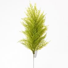 Cypřišek STROM 47cm - FLORASYSTEM