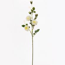 KS VIACKV. RŮŽE BIE - FLORASYSTEM