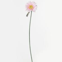 KS GERBERA BL.RUŽOVÁ 45CM - Gerbera, dahl | FLORASYSTEM