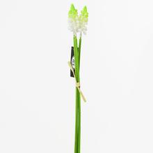 SVAZEK Muscari BÍLÉ 32cm - Hyacint, muscari | FLORASYSTEM