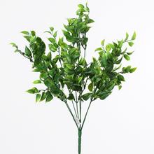 ZELEŇ EUCALYPT. ZEL - FLORASYSTEM