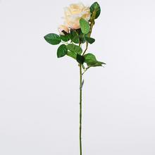 KS RUŽA BROSKYŇOVÁ S PUKOM 75cm - Růže kusovky | FLORASYSTEM