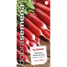 ŘEDKVIČKA DVOJFAR. Slovany 4g - DOBRÁ SEMENA | FLORASYSTEM