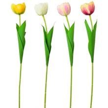 KS TULIPÁN 4F 56cm - Tulipán | FLORASYSTEM