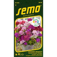 Hřebíčku bradatý Fragrance MIX 0,50g - SEMO | FLORASYSTEM