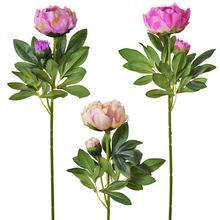 KS PIVONIA MIX 3F 70cm - FLORASYSTEM