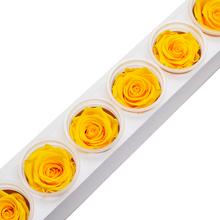 Ruža preparovaná 6,5cm SUNNY YELLOW /ks - bal. 6 ks - ruže | FLORASYSTEM