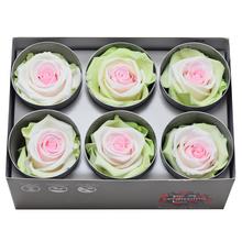Ruža preparovaná 5cm TRICOLOR GREEN/WHITE/PINK /ks - ruže | FLORASYSTEM