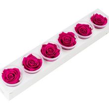 Ruža preparovaná 6,5cm HOT PINK /ks - FLORASYSTEM