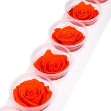 Ruža preparovaná 6,5cm ORANGE FLAME /ks - bal. 6 ks - ruže | FLORASYSTEM