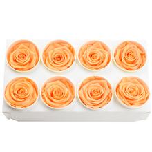 Ruža preparovaná 5cm PERFECT PEACH /ks - bal. 8 ks - ruže | FLORASYSTEM