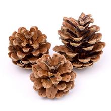 KOBLIHY borovicového PYTEL - FLORASYSTEM